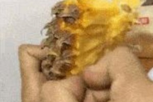 搞笑生活趣事集锦：徒手吃菠萝到二哈拆家