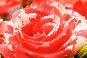 周杰伦《简单爱》歌词解析与情感表达
